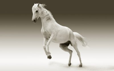 Waar is de prins op het witte paard?