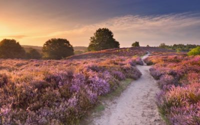 Alles is door Hem geschapen
